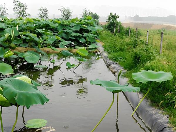 Pond lined with geomembrane for aquaculture.jpg